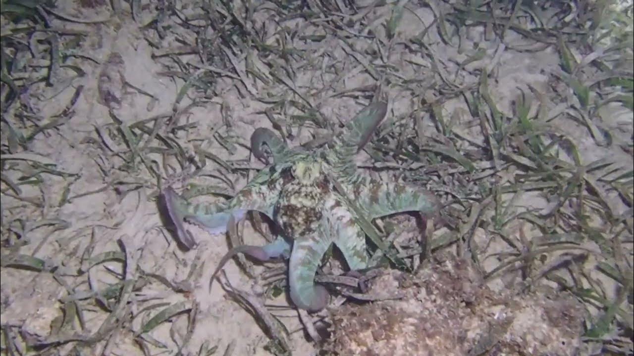 Octopus in Roatan. 3 Minutes of nothing but Octopus. HD 1080p. YouTube