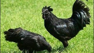 TAZAMA KUKU WA AJABU, WANAOUZWA KAMA LULU