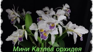 Орхидея мини-КАТАЛЕЯ 