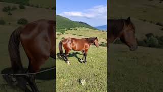 #shortsvideo #nature #природа #horse