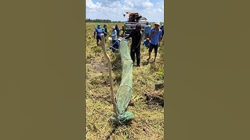 Cắt lúa bắt chuột