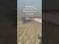 صدق أو لا تصدق كائن غريب نادر في البحر الأحمر