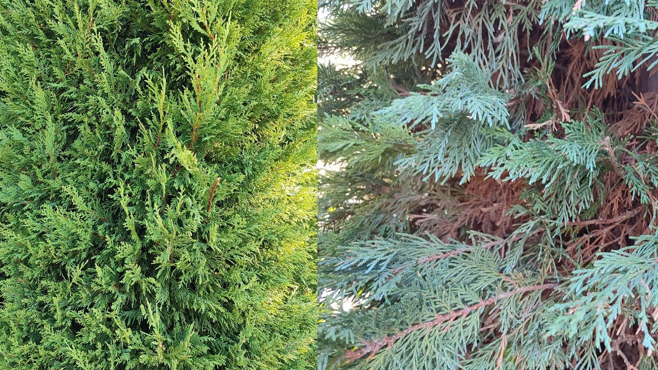 Причины, по которым кипарис Лейланда становится коричневым