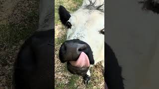 Her TEETH are falling out!! #cow #minicow #farmlife #smallranch #homesteadlife #farm