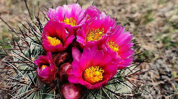 SIMPSONS HEDGEHOG CACTUS (The star of Washington S...