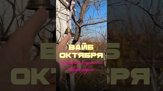Просто прогулка, а как красиво. #осень #релакс #отдых #выходной #вайб #духи #парфюмерия
