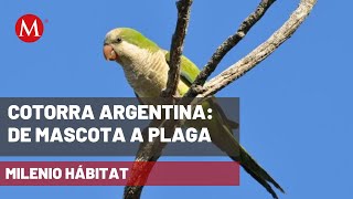 La Cotorra Argentina, una especie invasora en México | Milenio Hábitat