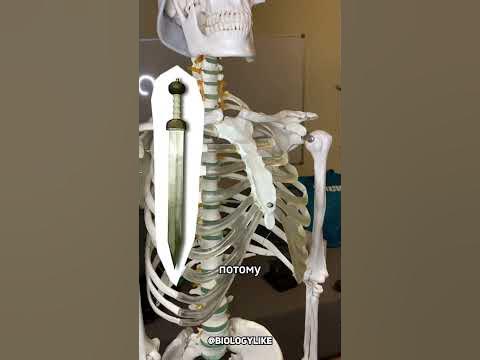 Мечевидный отросток #биология #человек #анатомия #жизнь #biology - YouTube