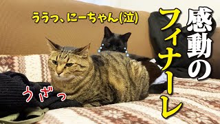 【最終話】大喧嘩後、やっと兄に許してもらえて感極まる弟がこちら！ by Cute kitten（双子の子猫のわんぱく日記） 8,760 views 2 weeks ago 9 minutes, 47 seconds