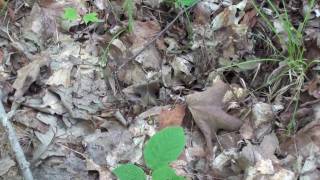 Wood Frog (Ranidae: Lithobates/Rana sylvatica) Camouflaged