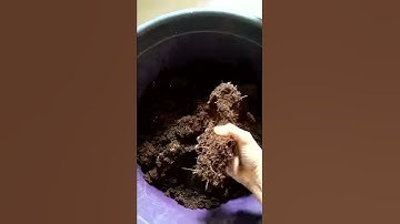 Compressed Coco peat expansion time lapse | Ideal as potting mix