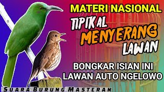BIKIN LAWAN NGELOWO!! MASTERAN FULL ISIAN UNTUK BURUNG LOMBA - MATERI ISIAN SIAP MENYERANG LAWAN