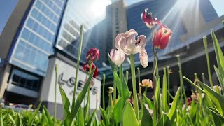 Downtown businesses anticipating Roy Blunt Luminary Park