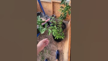 Greenhouse Citrus Update #citrus #greenhouse #texas