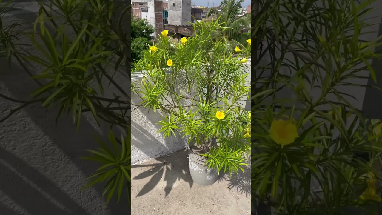 Heavy flowering in my kaner plant 