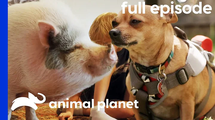 Pot-Bellied Pig Needs To Get In Shape! | My Big Fat Pet Makeover (Full Episode)