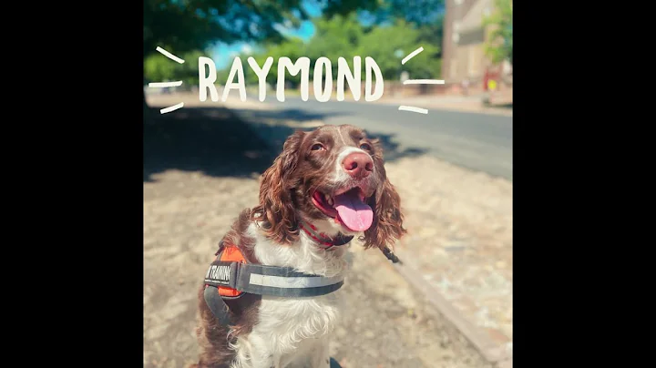 Raymond English Springer Spaniel | Owner Testimonial