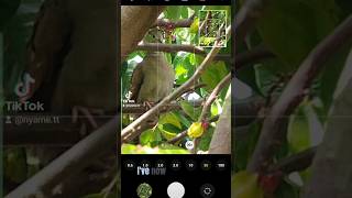 MOBILE Wildlife Photography Camera, Samsung Galaxy S22 Ultra #shorts #wildlife #photography