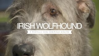 IRISH WOLFHOUND FIVE THINGS YOU SHOULD KNOW