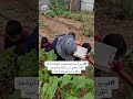 سيدة فلسطينية تحفظ أبناءها القرآن وهي تزرع أرضها في بيت حانون سيدة فلسطينية تحفظ أبناءها القرآن وهي تزرع أرضها في بيت حانون