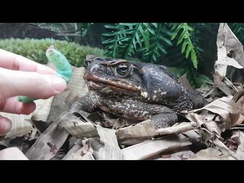 Видео: Как да се грижим за жаба (със снимки)