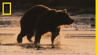 Grizz Quiz: How Much Do You Know About Grizzly Bears? | Short Film Showcase