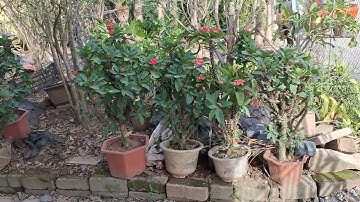 Bán cây xương rồng bát tiên màu hồng gốc khủng 0977973535