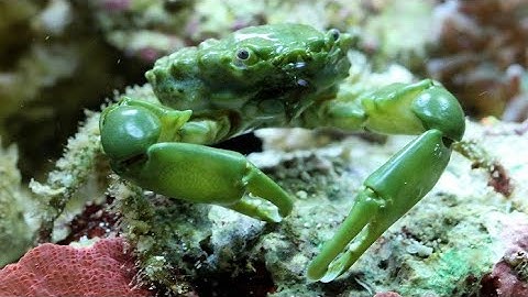 The Emerald Crab: A Colorful Algae-Eater for Your Reef Tank