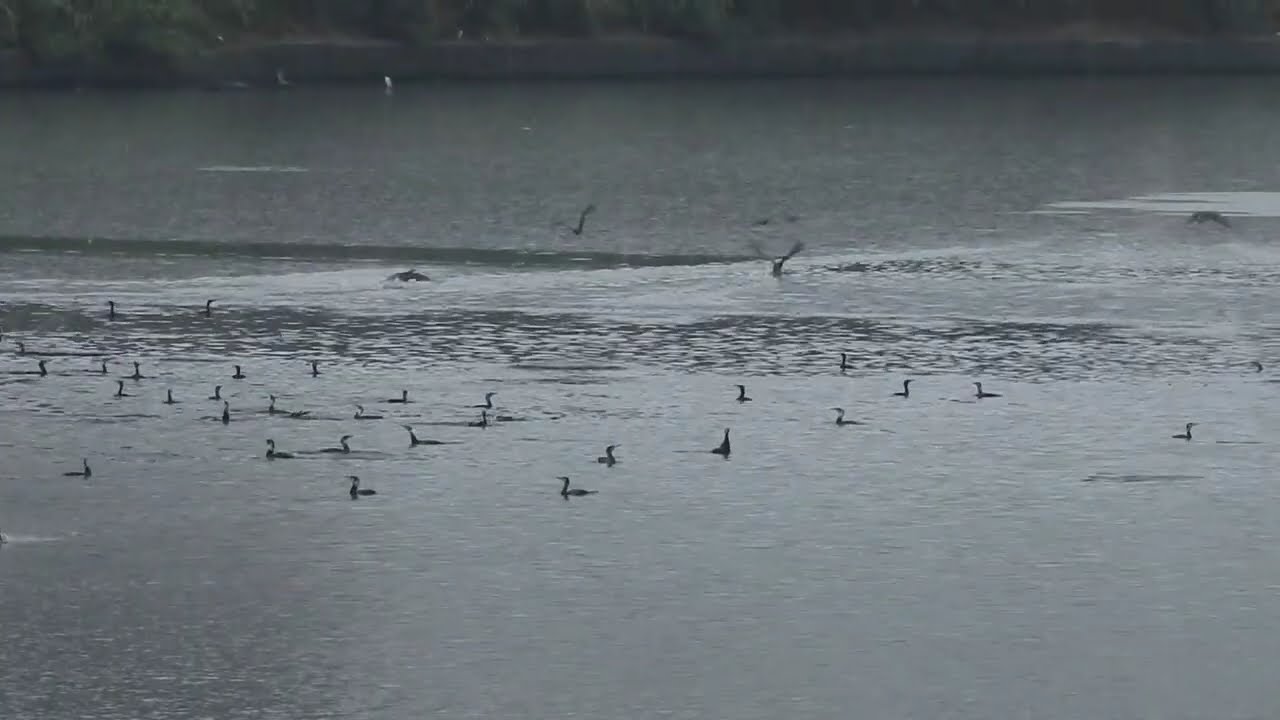 2026.3月1日 陰雨 基隆河鸕鶿