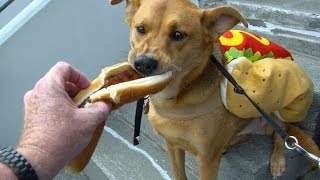 PHI@ATL: Fans, canines enjoy Bark in the Park