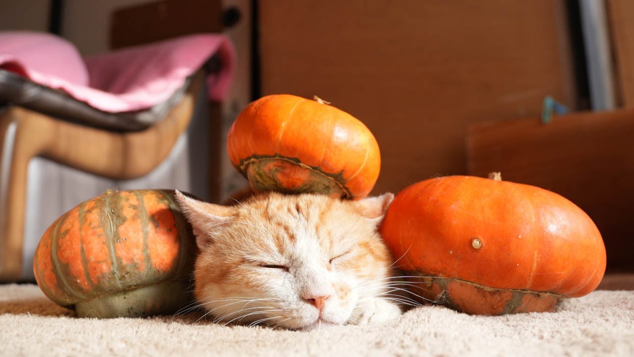 かぼちゃねこ様へ がいこつ猫とかぼちゃ（ハロウィン）猫パンチ その他置物 Eishun
