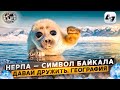 Давай Дружить, География! Нерпа — символ Байкала | @Русское географическое общество