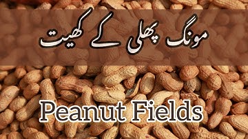 Peanut Fields | Harvesting Peanut | Peanut Farming | How peanut is grown, from field to market 