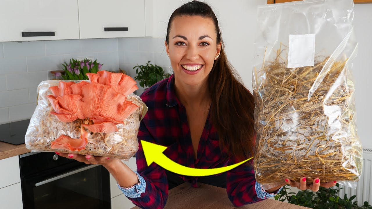 Příprava houbového substrátu - pěstování hub na slámě - NÁVOD