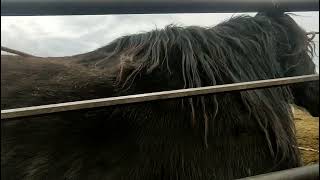 картинка: Кобыла не принимает жеребёнка.