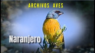 NARANJERO - Archivos aves