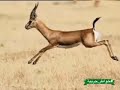 يا خوي ريت غزال عامر عطية تراث جربي يا خوي ريت غزال عامر عطية تراث جربي