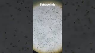 Тетраселмис под микросоком