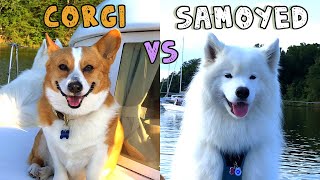Corgi Samoyed [Doggie Test] YouTube