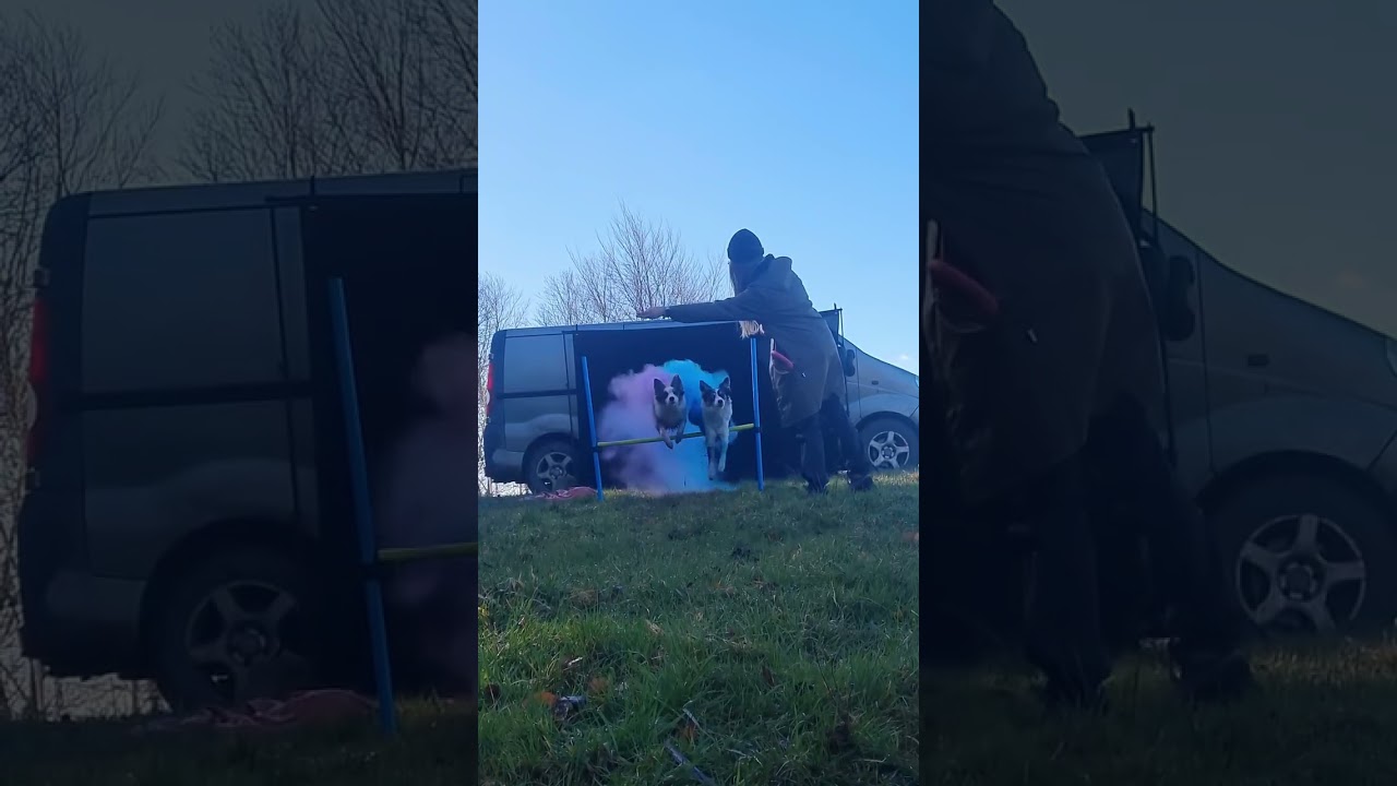 Teamwork makes the dream work! 😎 #holipowder #bordercollies #dogphotography