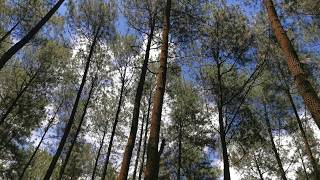 Pine Tree With Blue Sky | Free Stock Cinematic Video ( Link In Description )