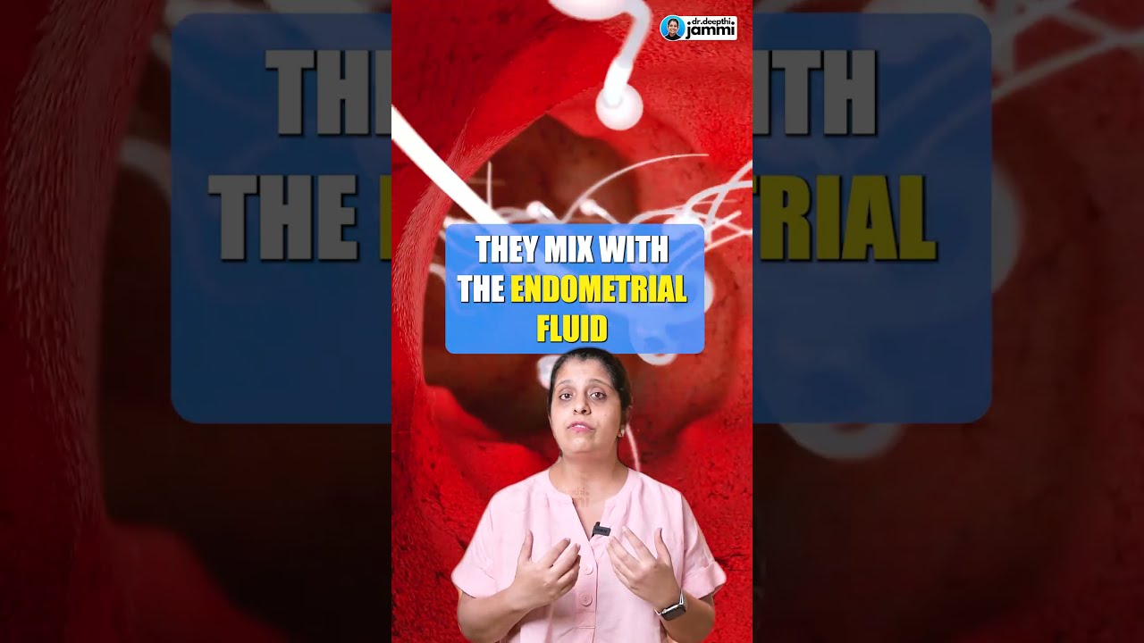 How Long Does A Sperm Stay Inside The Vaginal Tract 