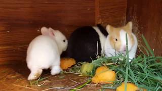 baby bunnies (rabbits) - 2 weeks old