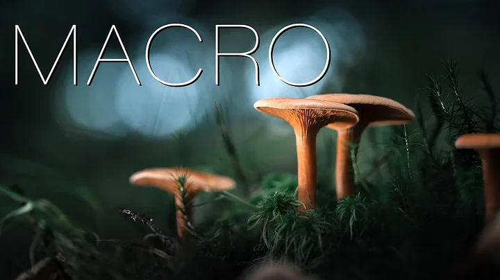 Macro in the forest: Tips, ideas and lighting tutorial for amazing photography