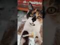 Кушац?Говорливая кошка #KoshkaVafelka #кошкавафелька #котенок #kitten #кошечка #kitty #reels #short