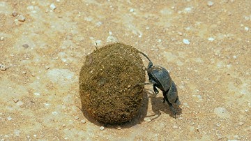 Dung beetle on the go - Warm Milk At Midnight (documentary music) #onestop