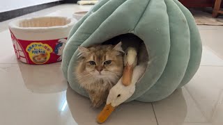 The mother cat fought hard to save the duck, and then they slept together! So funny and cute!