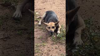Wow 😮 dog sleep eat #birds #roosterfarm #puppy #chicken #turtlewatching #cute #animals