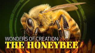 Wonders of Creation: Honeybees