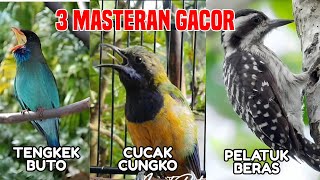 3 MATERI GACOR‼️ Cucak Cungkok vs Tengkek Buto vs Pelatuk Beras – Buat Murai Batu   #cucakcungkok